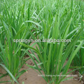 Hotsale Fresh leeks (allium tuberosum)